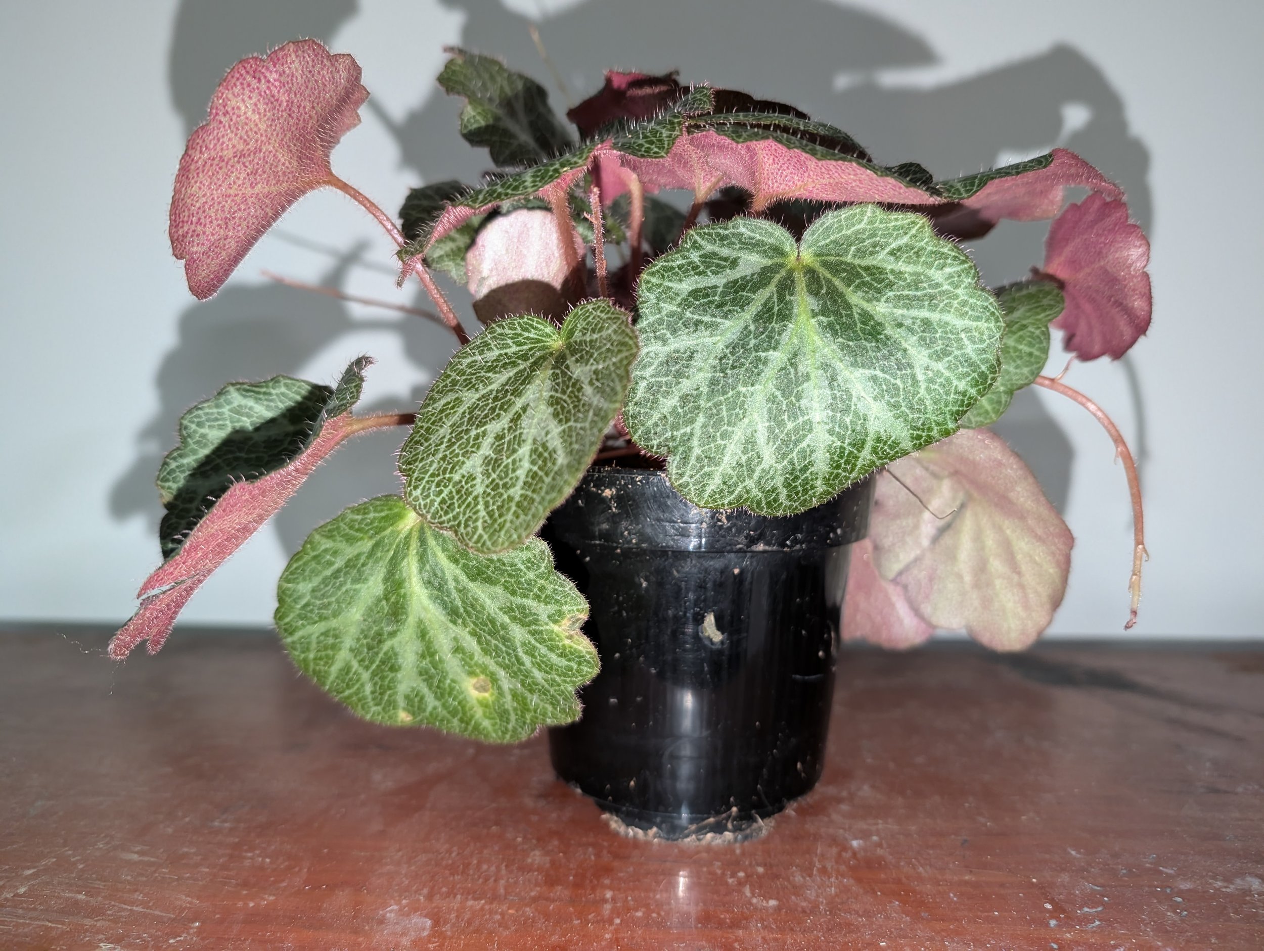 専用❣️ 特選Begonia ６点 Strawberry begonia — Binary Freedom Foundation